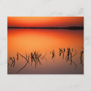 USA, Florida. Silhouettes of dead tree branches Postcard