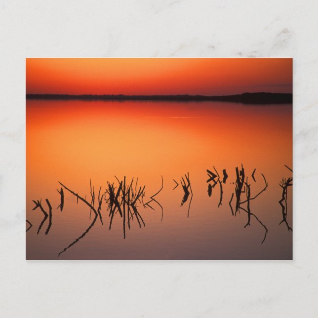 USA, Florida. Silhouettes of dead tree branches Postcard (Front)