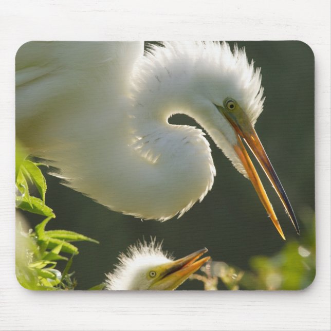 USA, Florida, St. Augustine, Alligator farm Mouse Mat (Front)