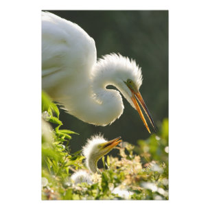 USA, Florida, St. Augustine, Alligator farm Photo Print