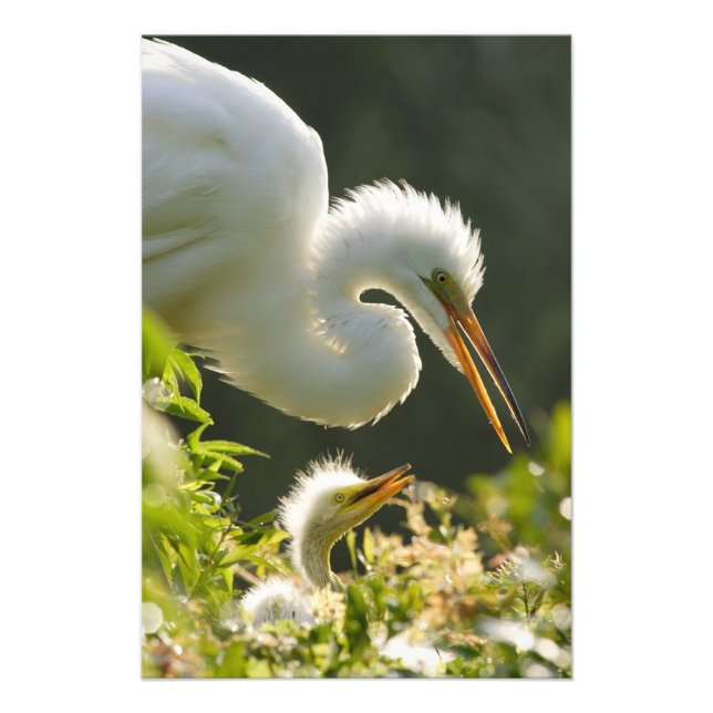USA, Florida, St. Augustine, Alligator farm Photo Print (Front)