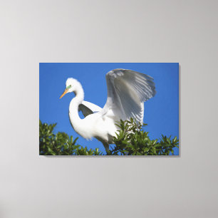 USA, Florida, St. Augustine, Egret Canvas Print