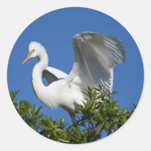 USA, Florida, St. Augustine, Egret Classic Round Sticker