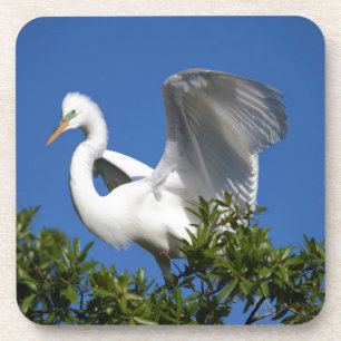 USA, Florida, St. Augustine, Egret Coaster