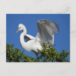 USA, Florida, St. Augustine, Egret Postcard