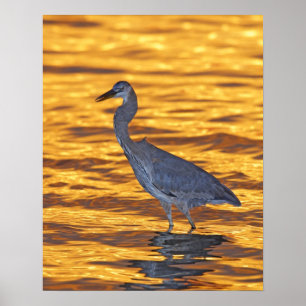 USA, Florida, St. Petersburg, Fort De Soto Park. Poster