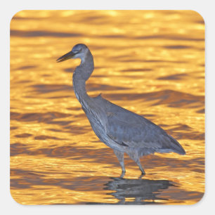 USA, Florida, St. Petersburg, Fort De Soto Park. Square Sticker