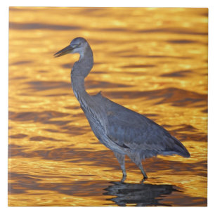 USA, Florida, St. Petersburg, Fort De Soto Park. Tile
