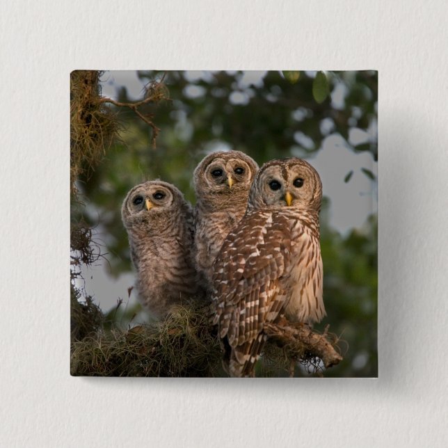 USA, Florida, Viera Wetlands. Three barred 15 Cm Square Badge (Front)