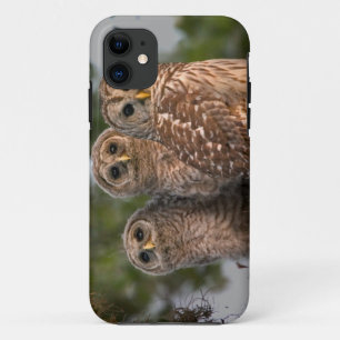 USA, Florida, Viera Wetlands. Three barred iPhone 11 Case