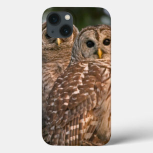USA, Florida, Viera Wetlands. Three barred iPhone 13 Case