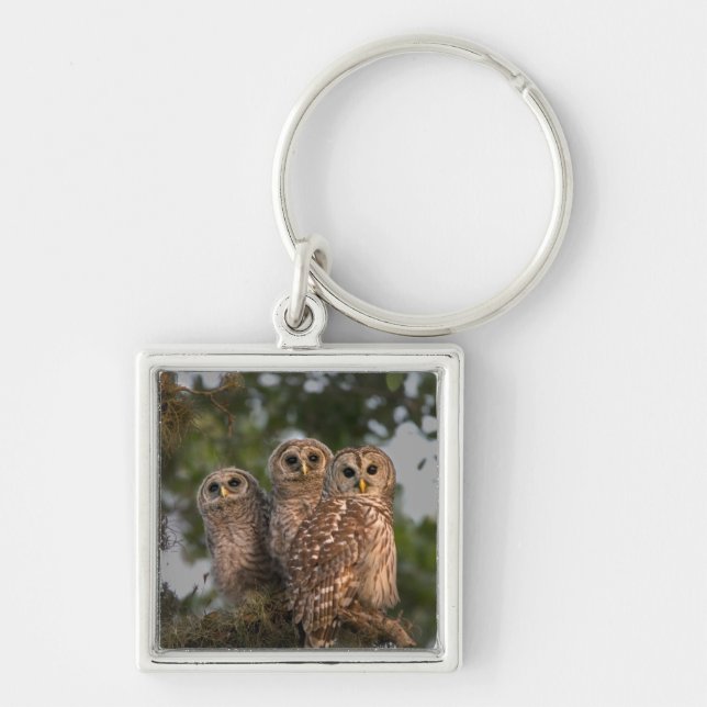 USA, Florida, Viera Wetlands. Three barred Key Ring (Front)