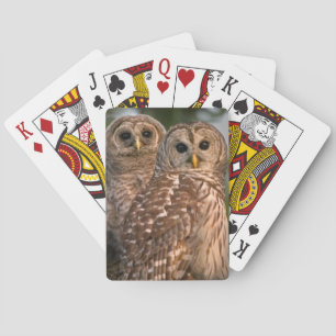 USA, Florida, Viera Wetlands. Three barred Playing Cards