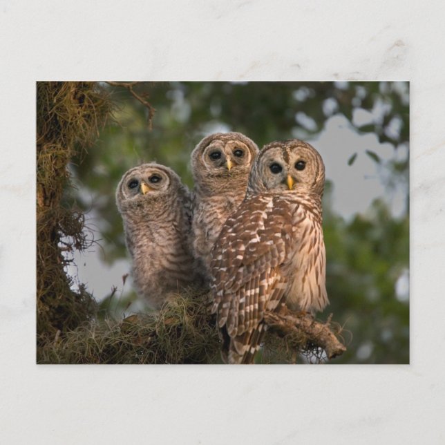 USA, Florida, Viera Wetlands. Three barred Postcard (Front)