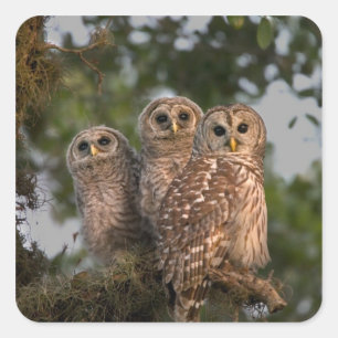 USA, Florida, Viera Wetlands. Three barred Square Sticker