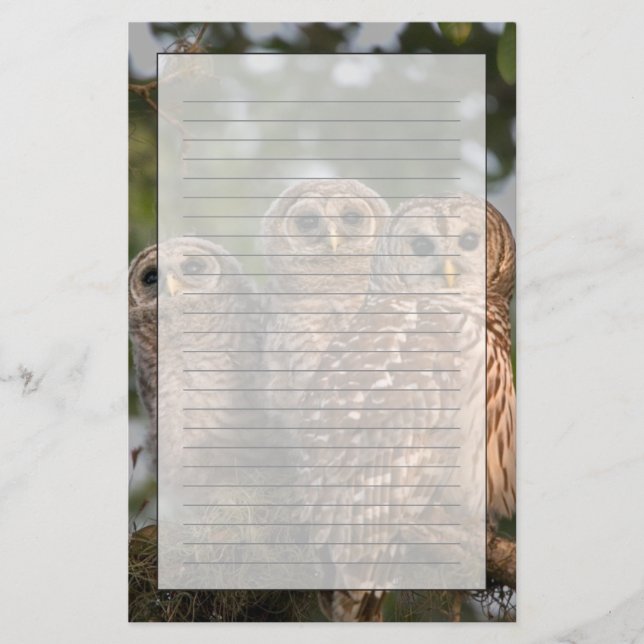 USA, Florida, Viera Wetlands. Three barred Stationery (Front)