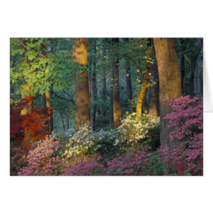USA, Georgia, Callaway Gardens, Azalea forest.