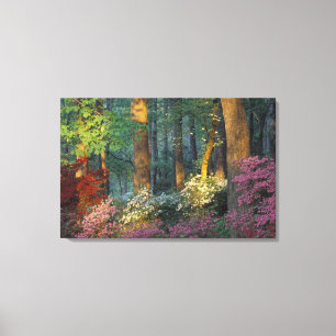 USA, Georgia, Callaway Gardens, Azalea forest. Canvas Print