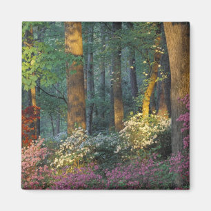 USA, Georgia, Callaway Gardens, Azalea forest. Magnet