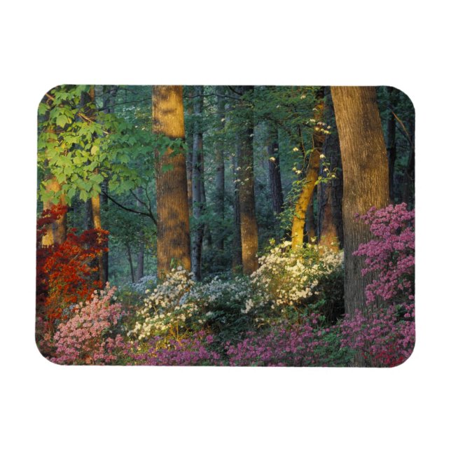 USA, Georgia, Callaway Gardens, Azalea forest. Magnet (Horizontal)