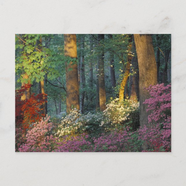 USA, Georgia, Callaway Gardens, Azalea forest. Postcard (Front)