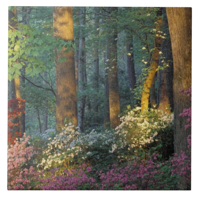 USA, Georgia, Callaway Gardens, Azalea forest. Tile (Front)