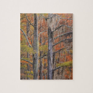 USA, Georgia, George Smith State Park, Cypress Jigsaw Puzzle