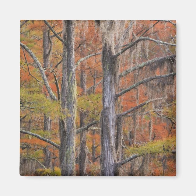 USA, Georgia, George Smith State Park, Cypress Magnet (Front)