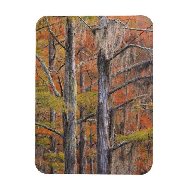 USA, Georgia, George Smith State Park, Cypress Magnet (Vertical)