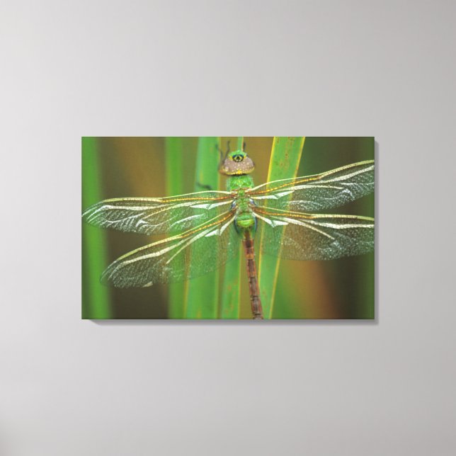 USA, Georgia. Green darner dragonfly on reeds Canvas Print (Front)
