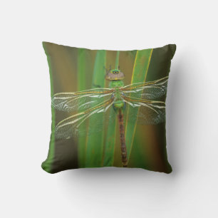 USA, Georgia. Green darner dragonfly on reeds Cushion
