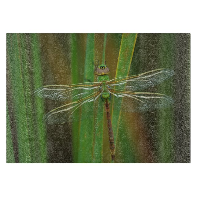 USA, Georgia. Green darner dragonfly on reeds Cutting Board (Front)