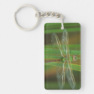 USA, Georgia. Green darner dragonfly on reeds Key Ring