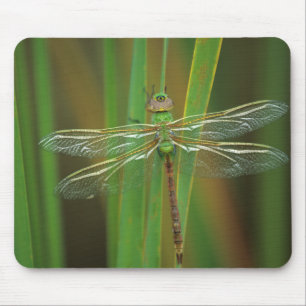 USA, Georgia. Green darner dragonfly on reeds Mouse Mat