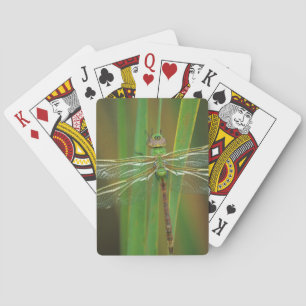 USA, Georgia. Green darner dragonfly on reeds Playing Cards