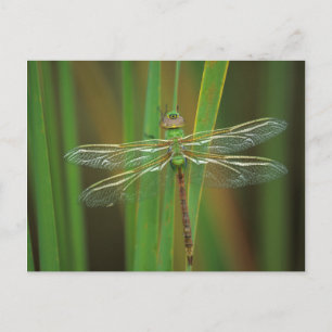 USA, Georgia. Green darner dragonfly on reeds Postcard