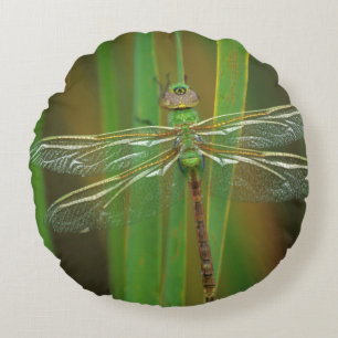 USA, Georgia. Green darner dragonfly on reeds Round Cushion