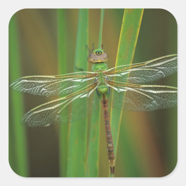 USA, Georgia. Green darner dragonfly on reeds Square Sticker (Front)