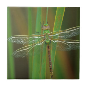 USA, Georgia. Green darner dragonfly on reeds Tile