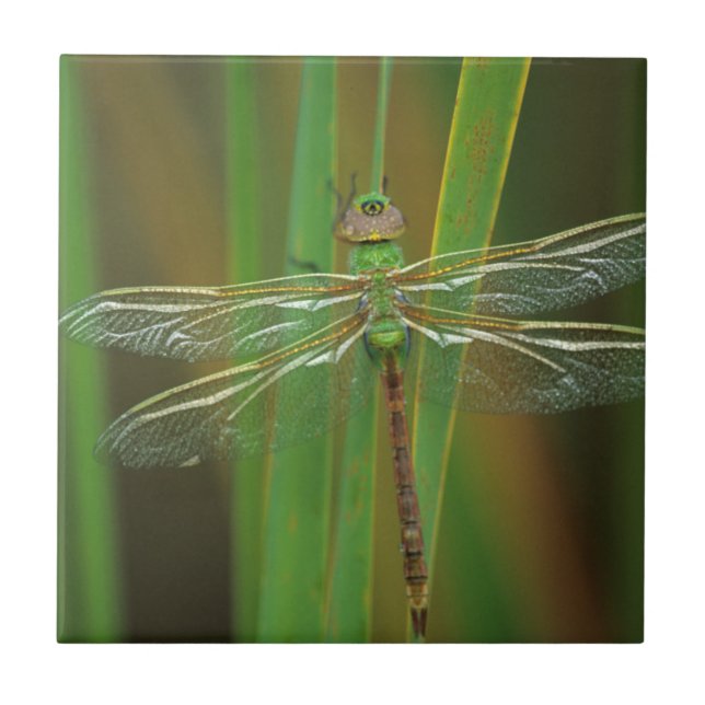USA, Georgia. Green darner dragonfly on reeds Tile (Front)