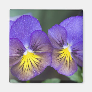 USA, Georgia, Pine Mountain. A closeup of pansy Magnet