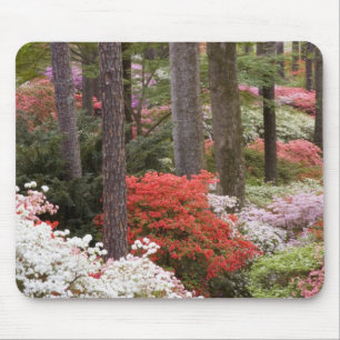 USA, Georgia, Pine Mountain. A forest of Mouse Mat