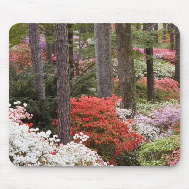 USA, Georgia, Pine Mountain. A forest of Mouse Mat (Front)
