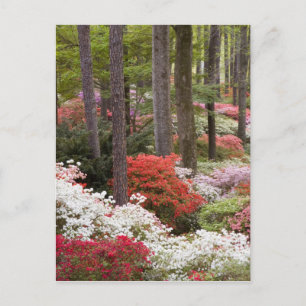 USA, Georgia, Pine Mountain. A forest of Postcard