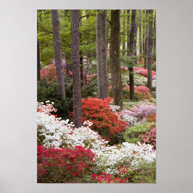 USA, Georgia, Pine Mountain. A forest of Poster (Front)