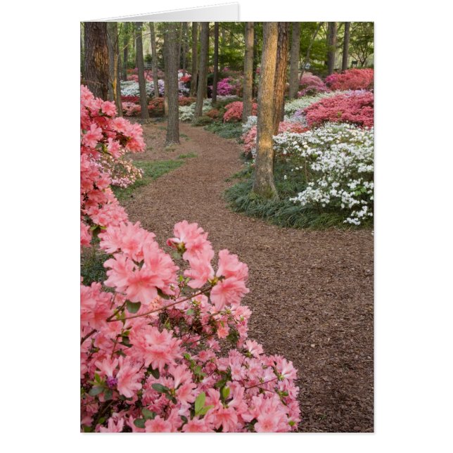 USA, Georgia, Pine Mountain. A pathway through (Front)