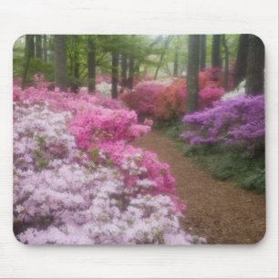 USA; Georgia; Pine Mountain. Azaleas at 2 Mouse Mat