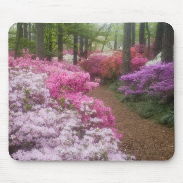 USA; Georgia; Pine Mountain. Azaleas at 2 Mouse Mat (Front)