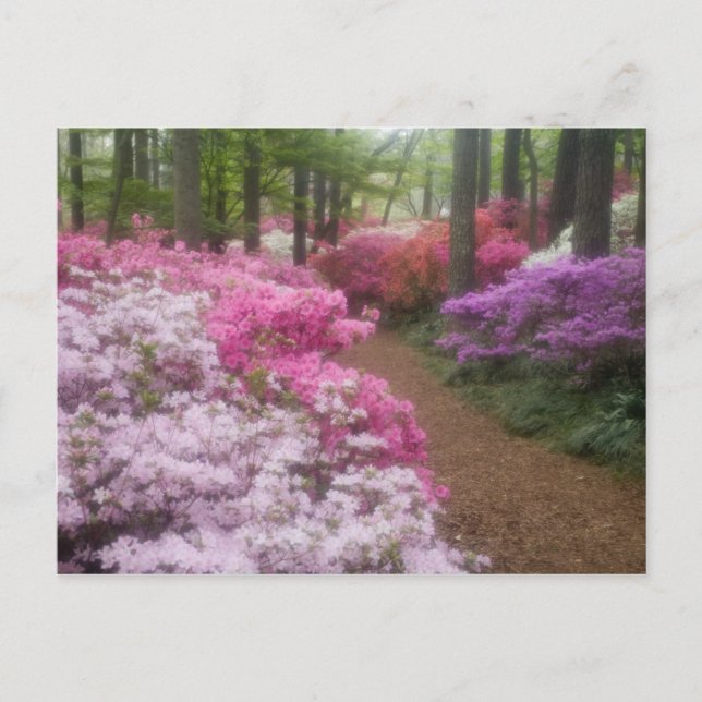 USA; Georgia; Pine Mountain. Azaleas at 2 Postcard (Front)