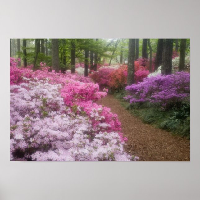 USA; Georgia; Pine Mountain. Azaleas at 2 Poster (Front)